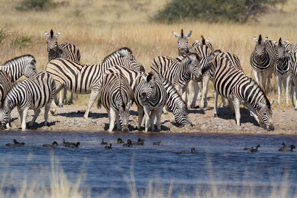 Plains zebras (Equus quagga), on a waterhole