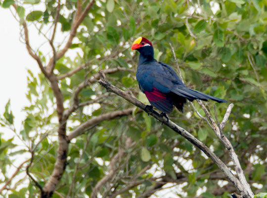 Violet turaco (Tauraco violaceus)