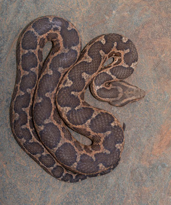 Moorish viper (Daboia mauritanica), amazing pattern