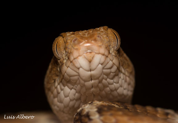 White-bellied carpet viper (Echis pyramidum leucogaster), second and biggest one