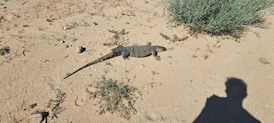 Rock monitor lizard (Varanus albigularis), in situ phone pic. At first I doubted it was alive...