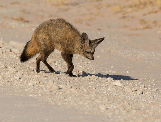 Bat-eared fox (Otocyon megalotis)