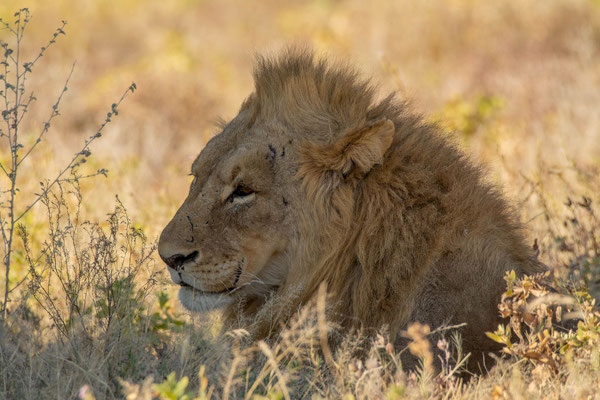 Male lion (Panthera leo)