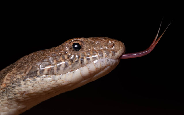 Mograbin diadem snake (Spalerosophis dolichospilus), big one, portrait