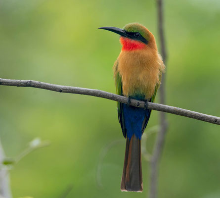 Red-throated bee-eater (Merops bulocki)