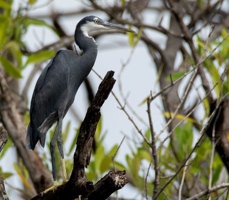 Western Reef Egret (Egretta gularis)