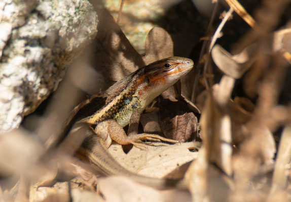 Lagartija colilarga (Psammodromus algirus manuelae), "in situ". En esta subespecie, los machos muestran tonos anaranjados en la cabeza, a diferencia de las que habitan en Valencia