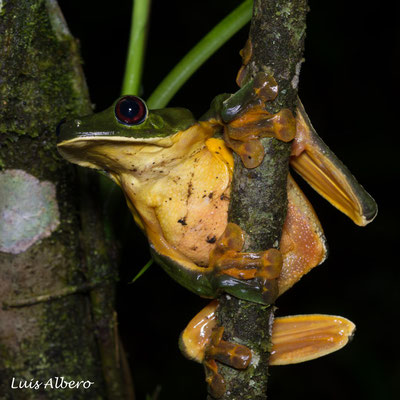 Gliding leaf frog (Agalychnis spurrelli) 