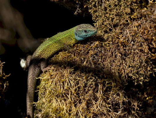 Lagarto verdinegro (Lacerta schreibieri), macho "in situ".