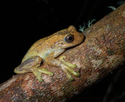 Meadow tree frog (Istmohyla pseudopuma)
