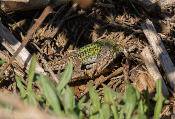 Lagartija de Carbonell (Podarcis carbonelli), macho "in situ".