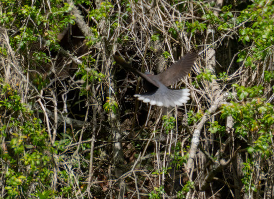 White-Tailed laurel pigeon (Columba junionae), bad photo but nice tail pattern