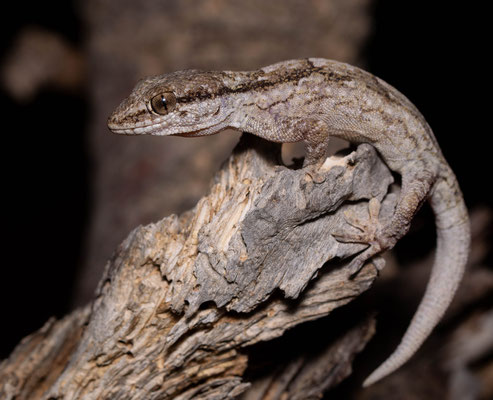 Hoggar's gecko (Tarentola hoggarensis)