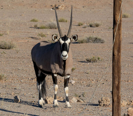 Gemsbok (Oryx gazella), beside the road