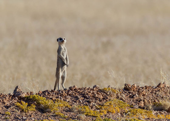 Meerkat (Suricata suricata)