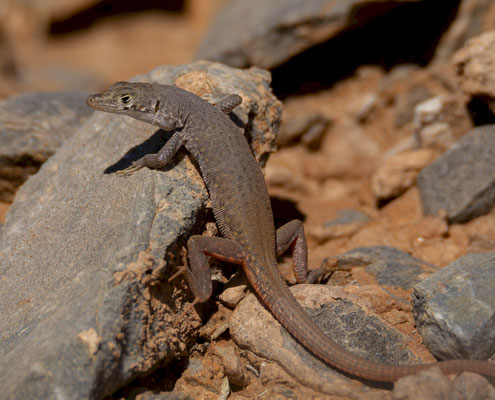Plain sand lizard (Pedioplanis inornata), from Rosh Pinah. All lizard and gecko pics are in situ.