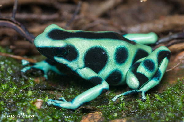 Green and black poison frog (Dendrobates auratus)