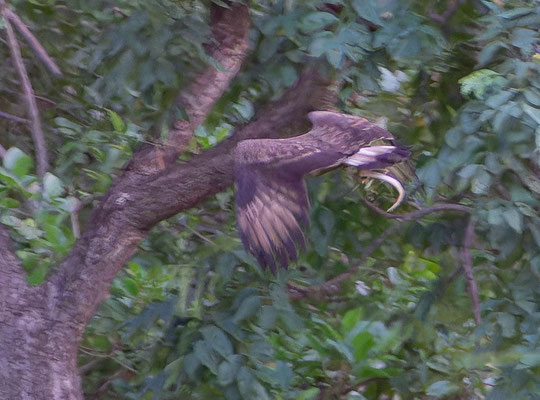 White-tailed snake eagle (Circaetus cinerascens), with the snake. Pic by Gabriela.