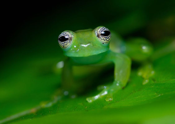 Dwarf glass frog (Cochranella granulosa)