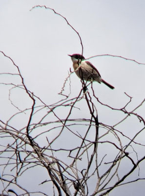 Fuerteventura stonechat (Saxicola dacotiae), testimonial phone photograph