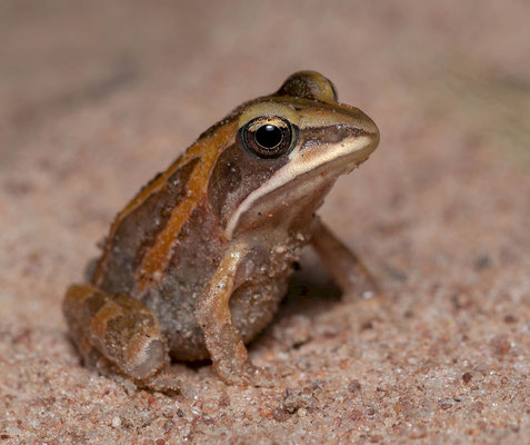 Ornate frog (Hildebrantia ornata)