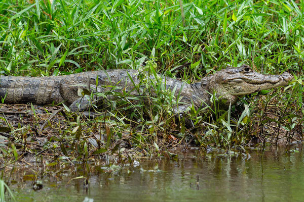 Spectacled caiman (Caiman crocodilus)