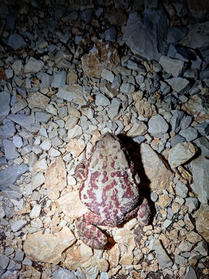 Common toad (Bufo bufo), rescued from a cistern