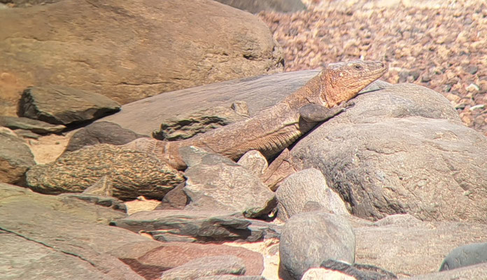 Gran Canaria giant lizard (Gallotia stehlini), phone shot