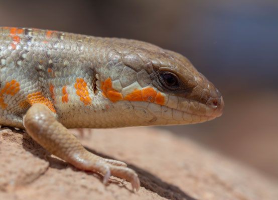 Algerian skink (Eumeces algeriensis), second one, portrait