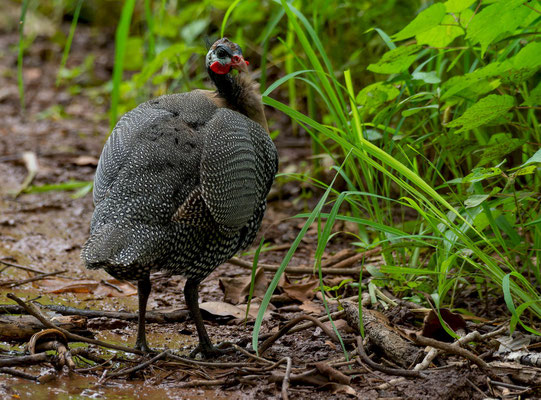 Helmeted guineafowl (Numida meleagris), we only saw them around the park...