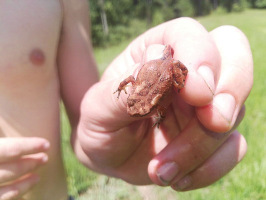 American toad (Anaxyrus americanus)