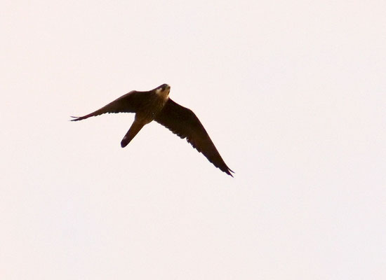 Halcón de eleonor (Falco eleonorae), morfo claro. Foto de Anxo.