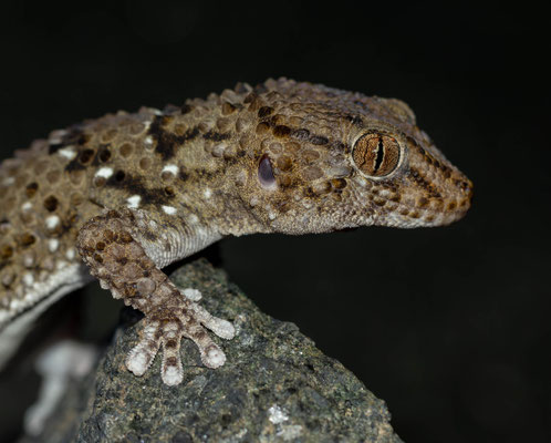 Bibron's thick toed gecko (Chondrodactylus bibronii)