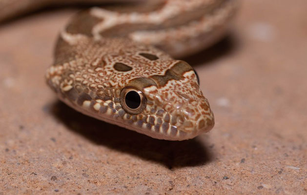 Mograbin diadem snake (Spalerosophis dolichospilus), juvenile, portrait