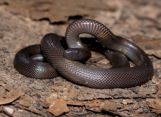 Slender burrowing asp (Atractaspis aterrima)