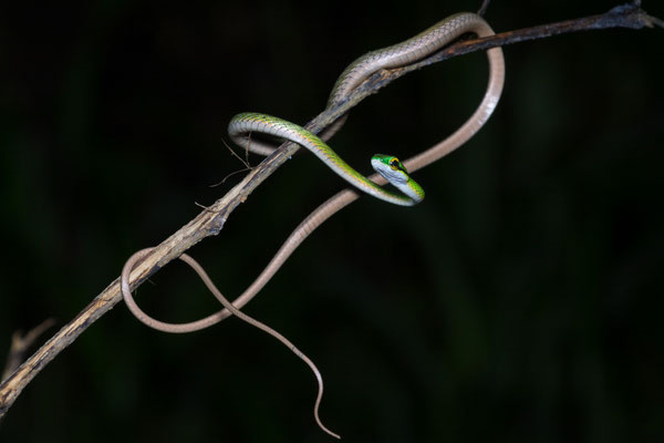 Oliver's parrot snake (Leptophis aff. nebulosus)