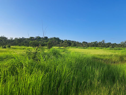 Another open savannah area