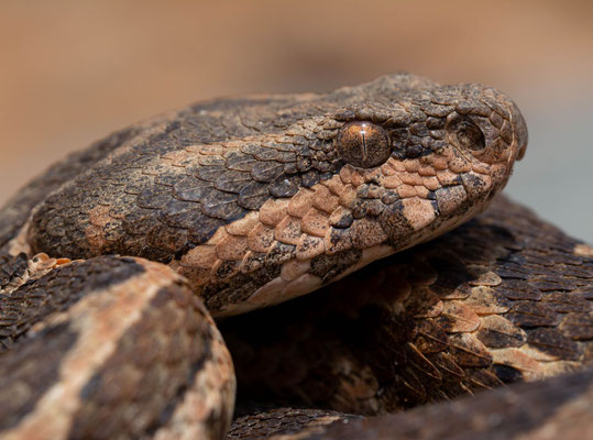 Moorish viper (Daboia mauritanica), portrait