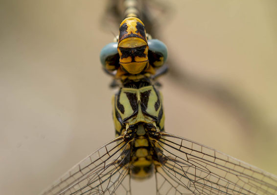 Onychogomphus cazuma, cópula, detalle