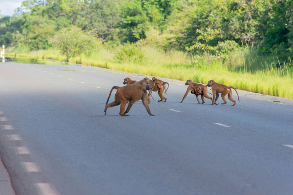 Guinea baboons (Papio papio), female and cubs crossing the road guarded by males. Pic by Gabriela.