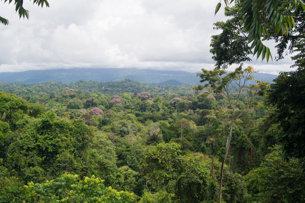 View from the observation tower