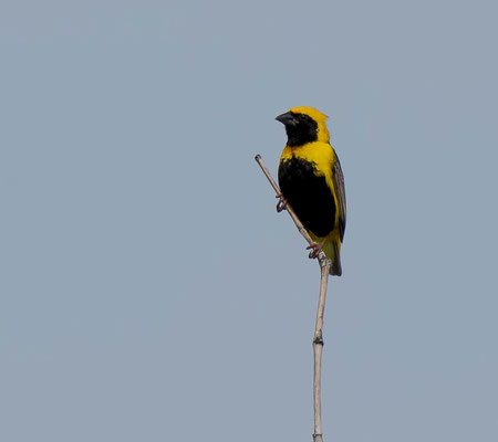 Yellow-crowned Bishop (Euplectes afer)
