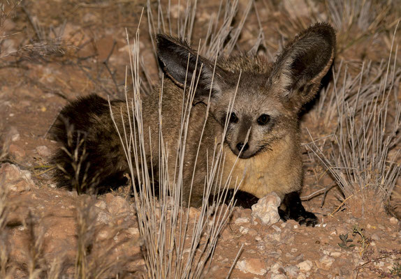 Bat-eared fox (Otocyon megalotis). They were common but not so easy to photograph at night.