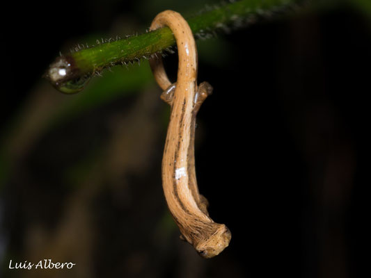 Cukra mushroomtongue salamander (Bolitoglossa striatula)