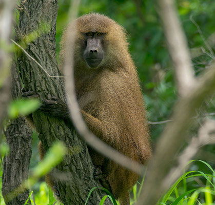 Guinea baboon (Papio papio), male