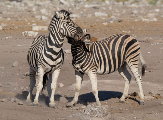 Male zebras (Equus quagga) fighting 