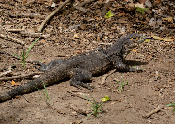 Black iguana (Ctenosaura similis), female