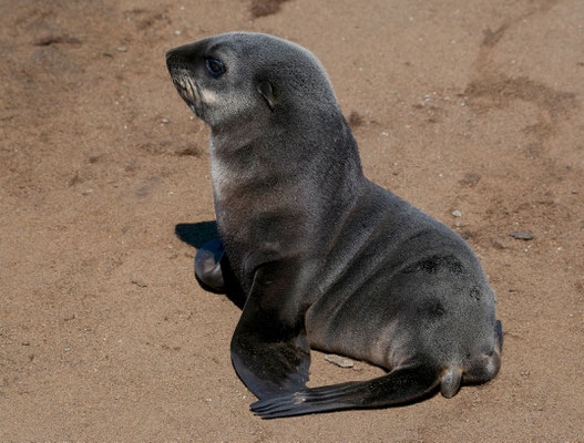 Cape fur seal (Arctocephalus pusillus), cub