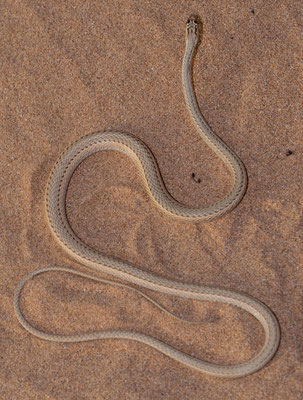 Schokari sand racer (Psammophis schokari), saharan pattern
