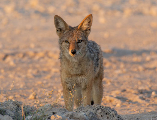 Black-backed jackal (Lupulella mesomelas)
